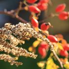 Herbstfrüchte