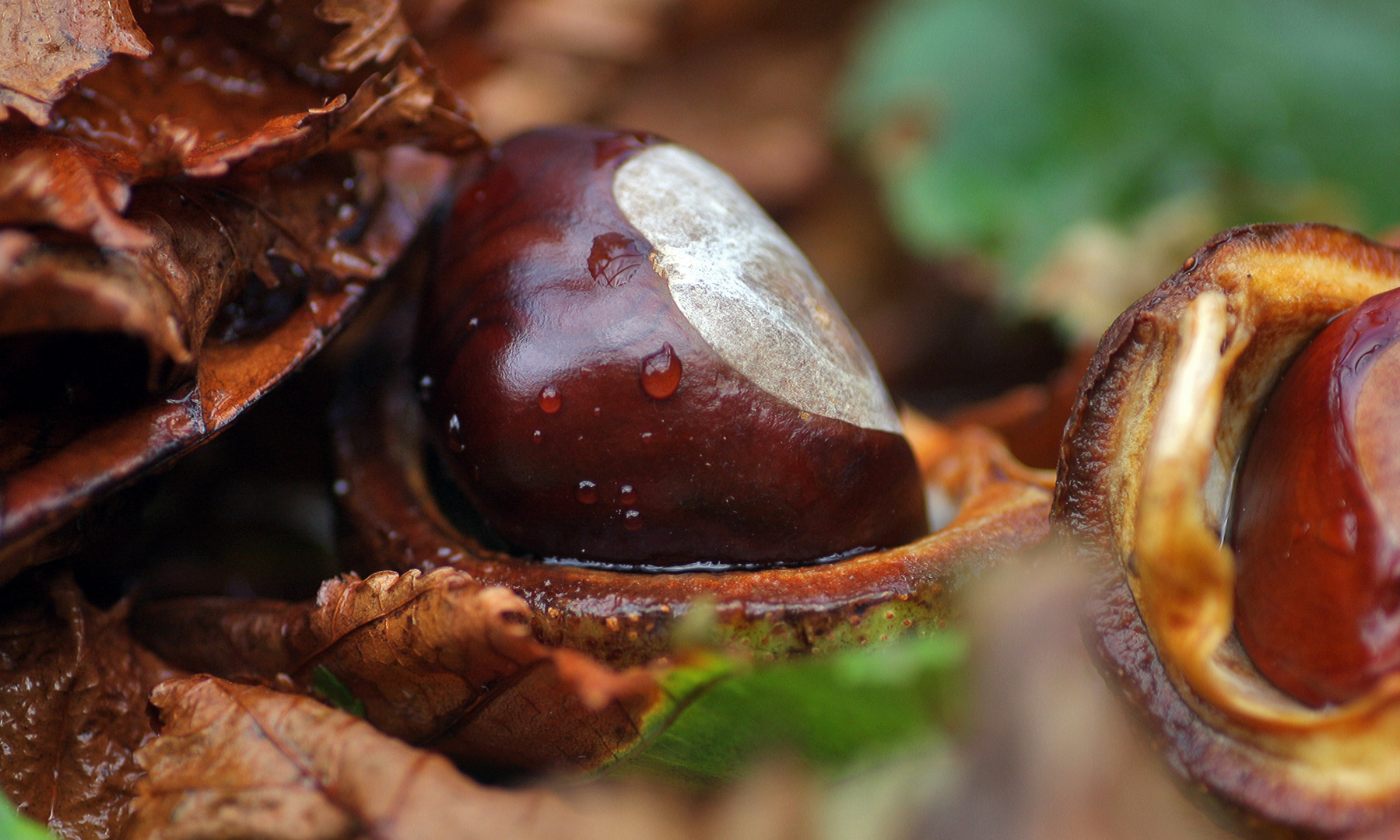 Herbstfrüchte....