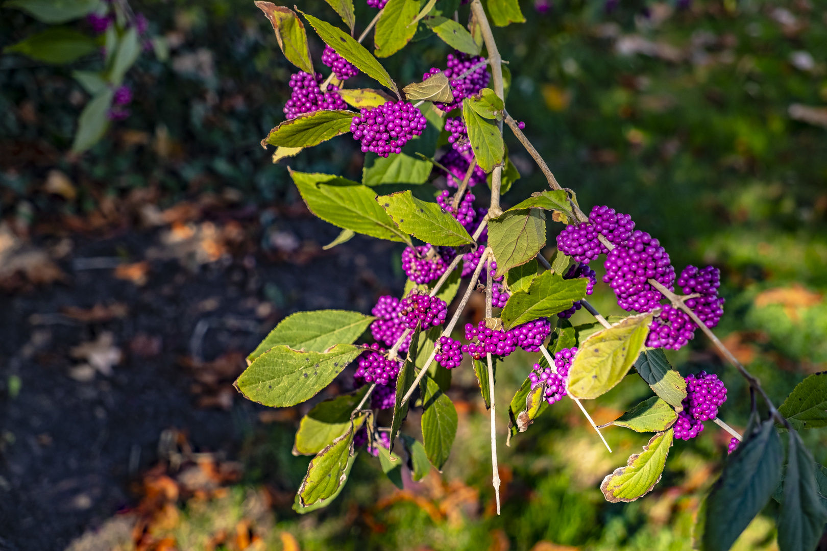 Herbstfrüchte