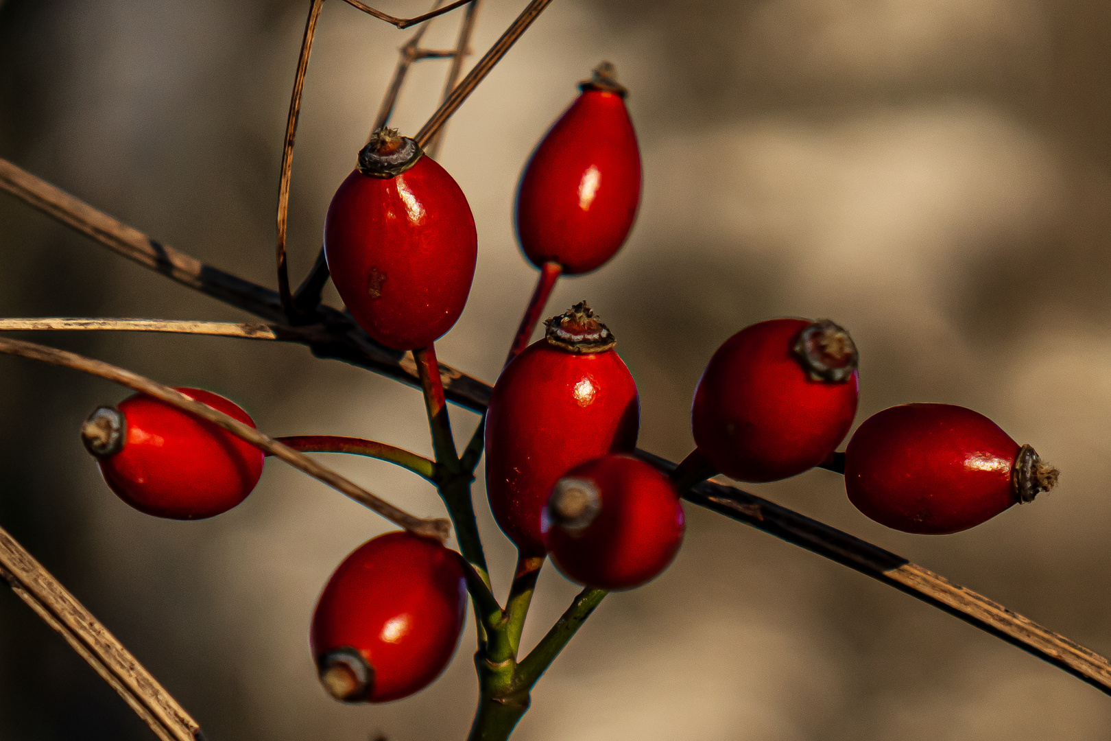 Herbstfrüchte