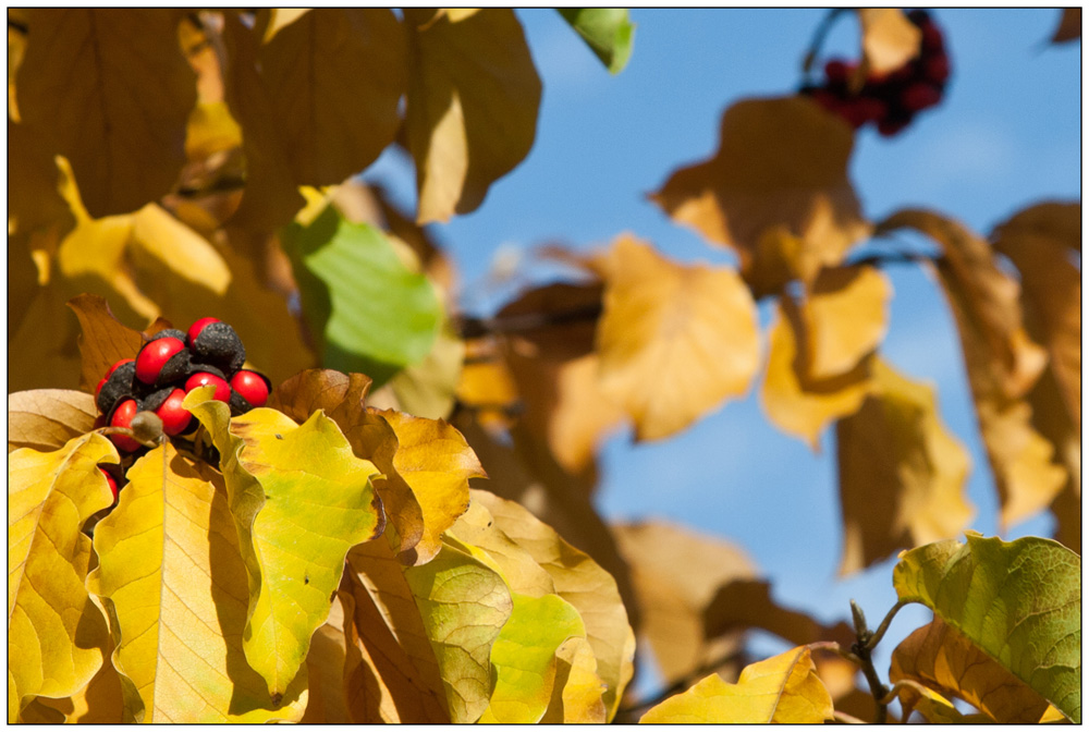 Herbstfrüchte