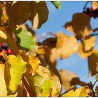 Herbstfrüchte