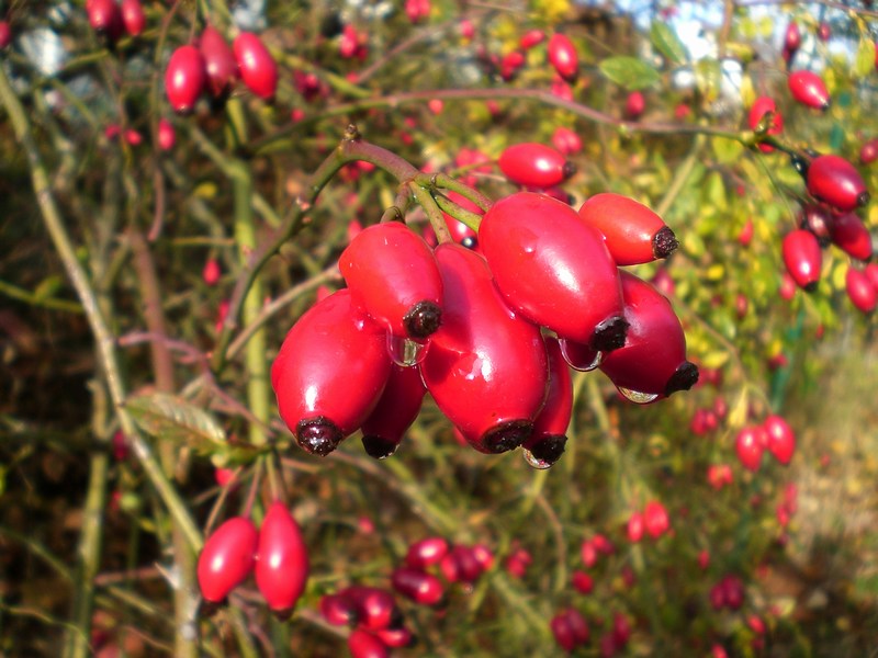 Herbstfrüchte