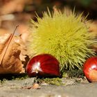 Herbstfrüchte