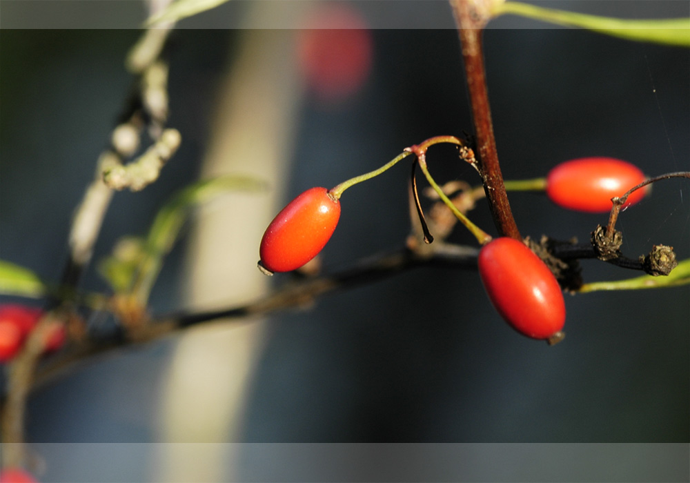 Herbstfrüchte