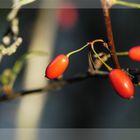 Herbstfrüchte