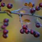 Herbstfrüchte