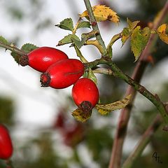 Herbstfrüchte