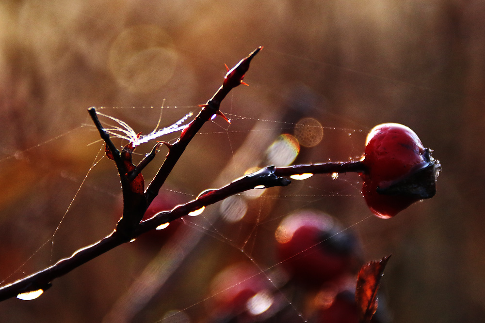 Herbstfrüchte am Morgen