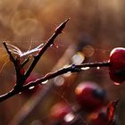 Herbstfrüchte am Morgen