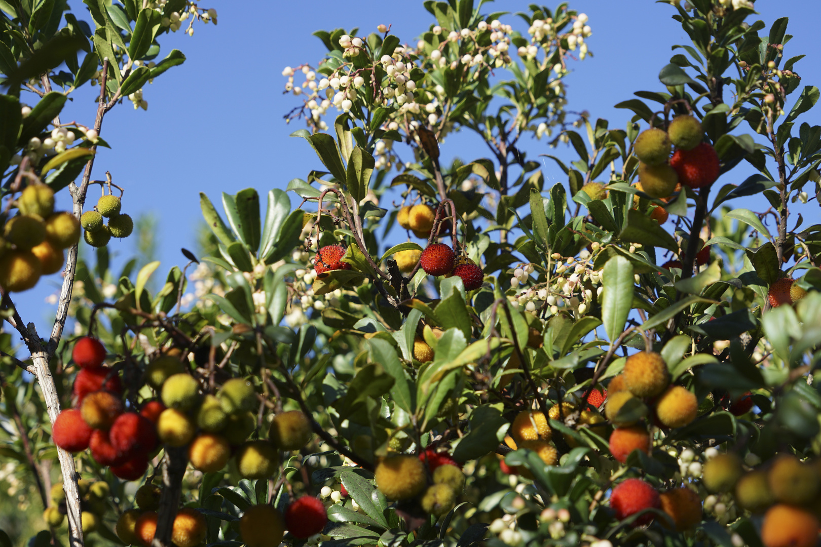 Herbstfrüchte auf Mallorca