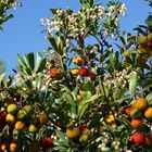 Herbstfrüchte auf Mallorca