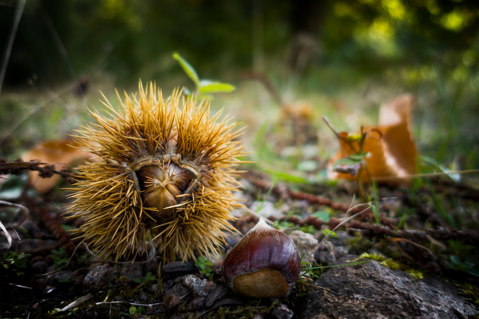 Herbstfrüchte