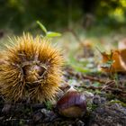 Herbstfrüchte