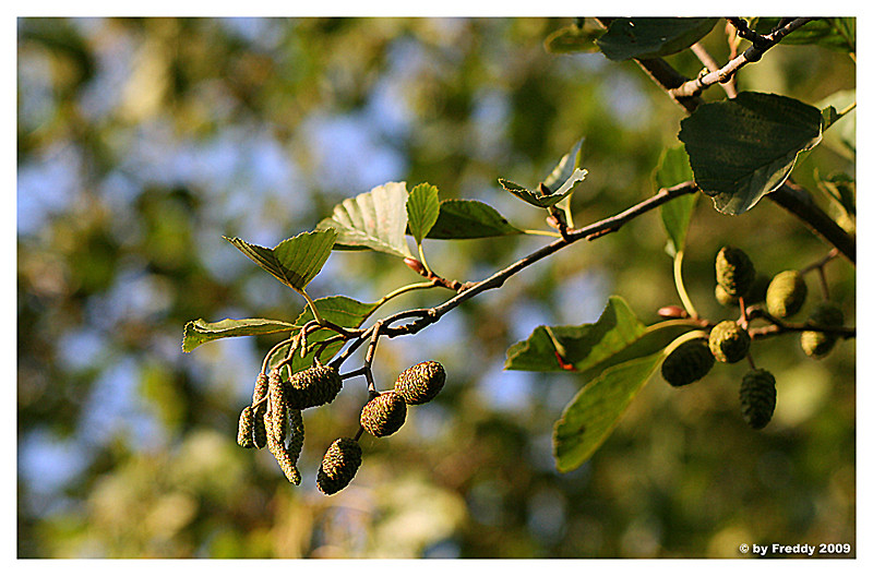 Herbstfrüchte