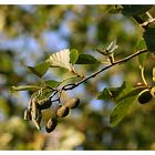 Herbstfrüchte