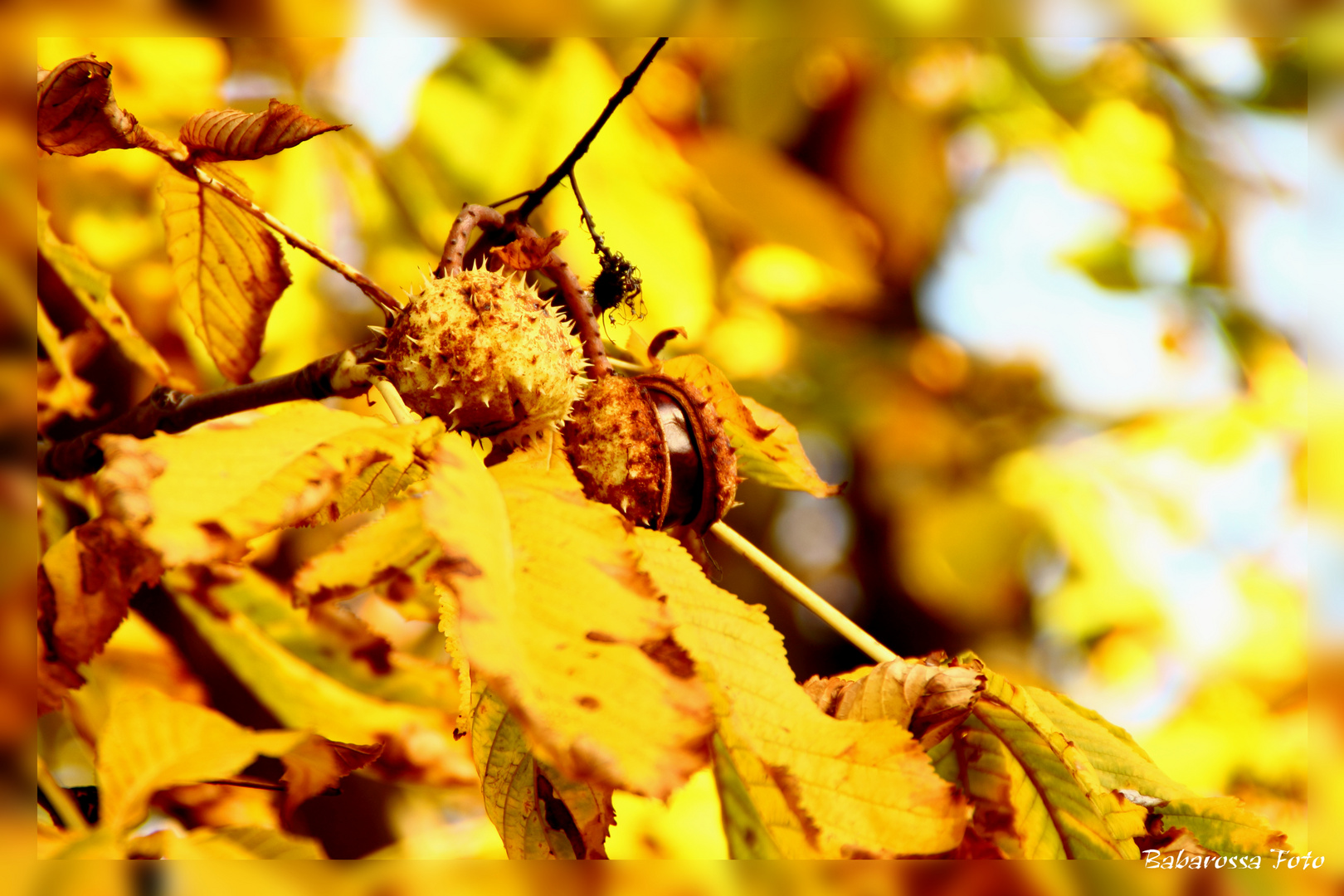 Herbstfrüchte