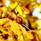 Herbstfrüchte