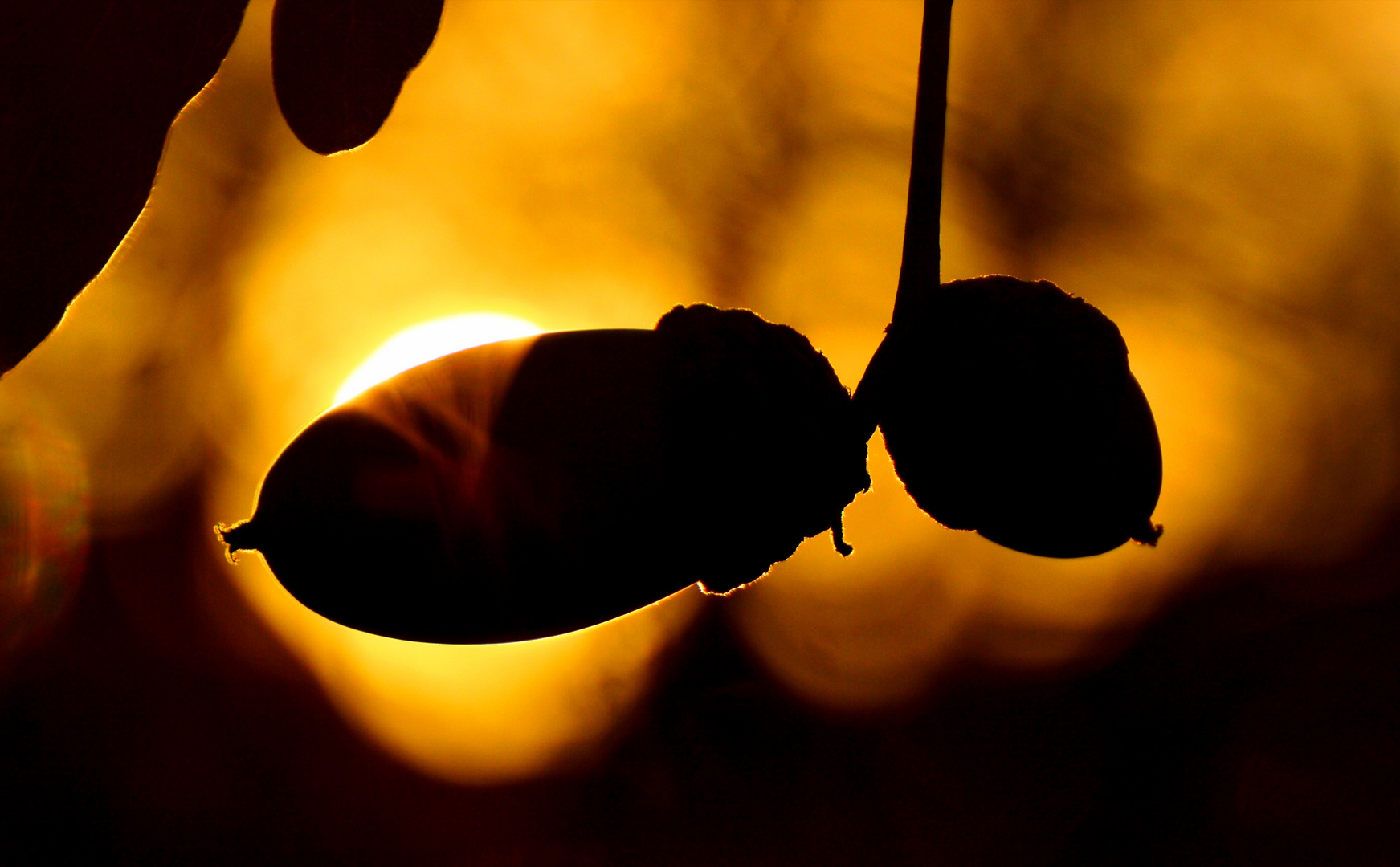 Herbstfrüchte