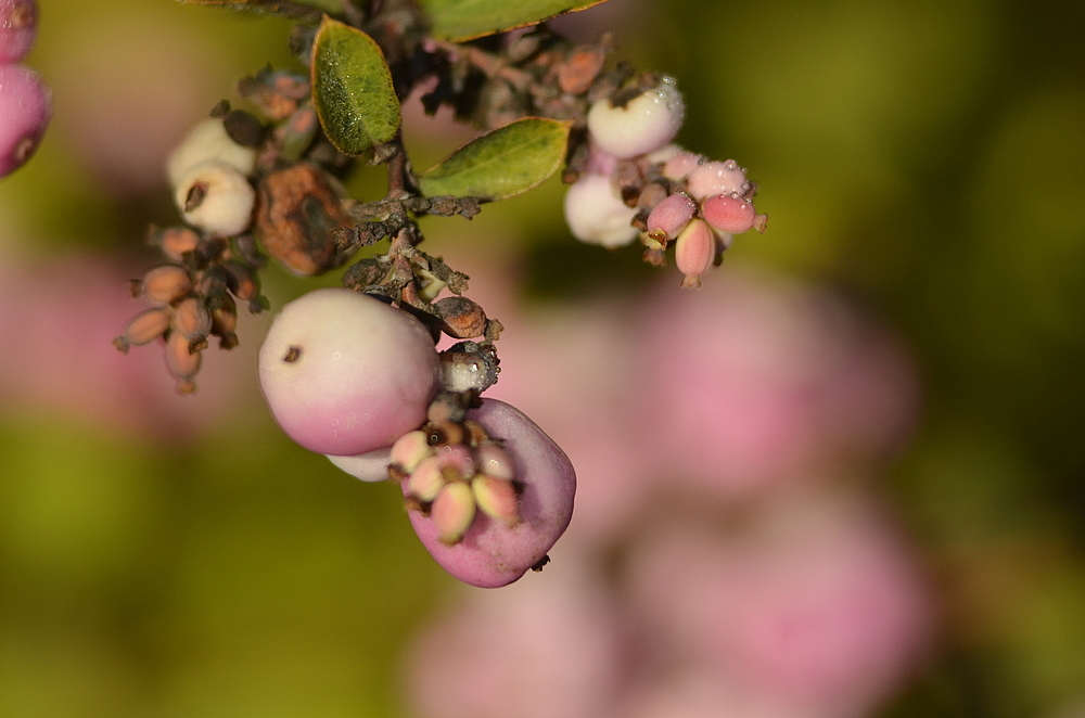 *Herbstfrüchte*