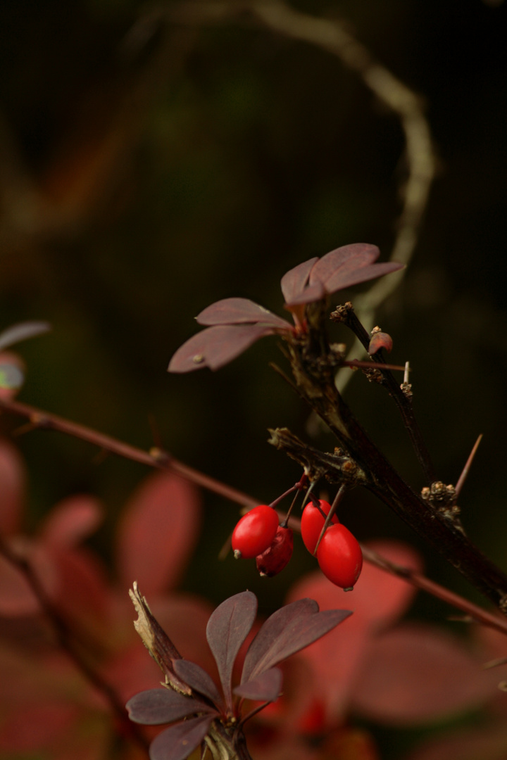 Herbstfrüchte