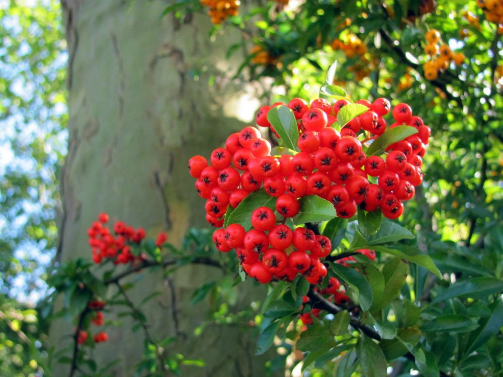 Herbstfrüchte