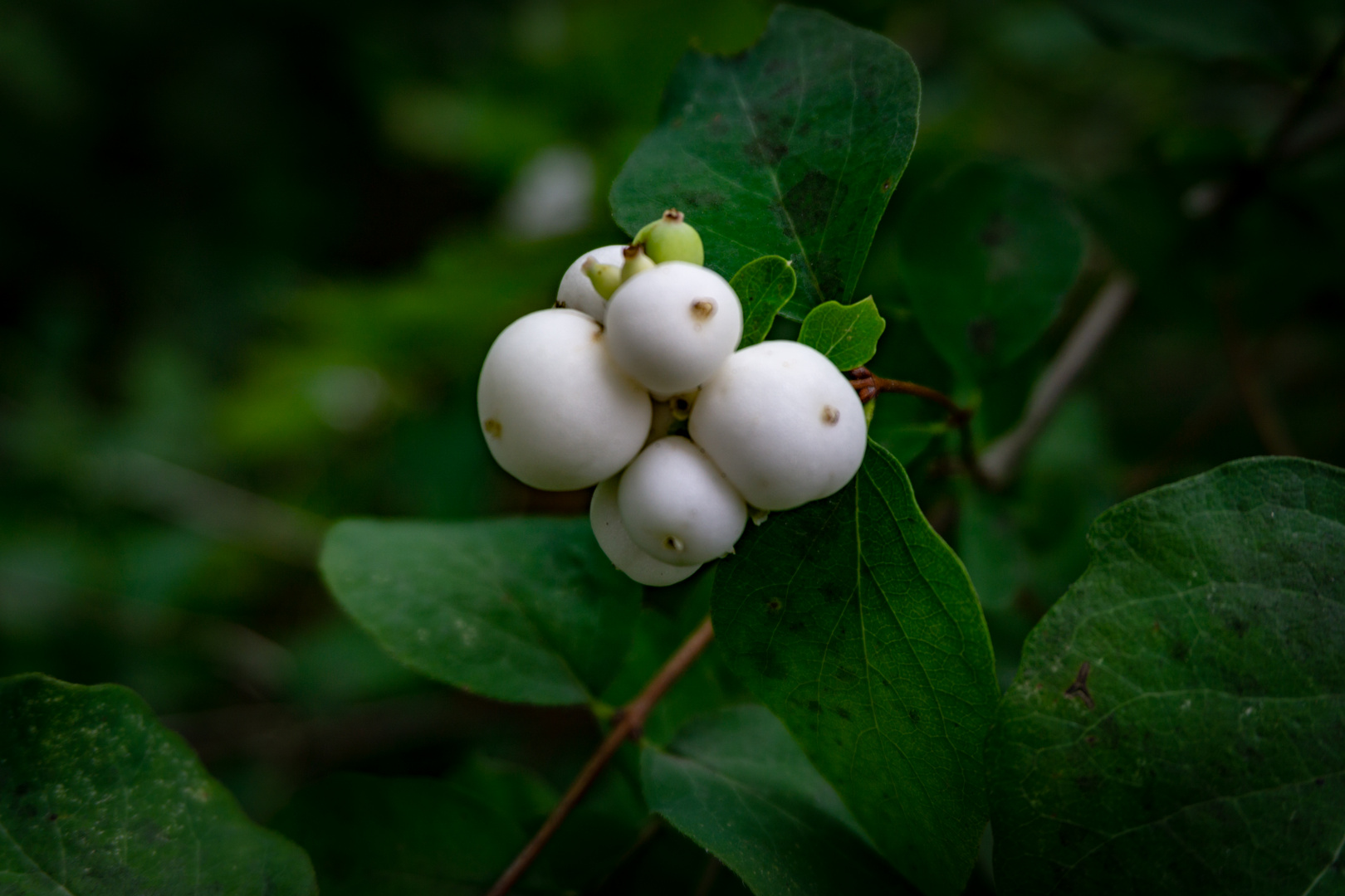 Herbstfrüchte