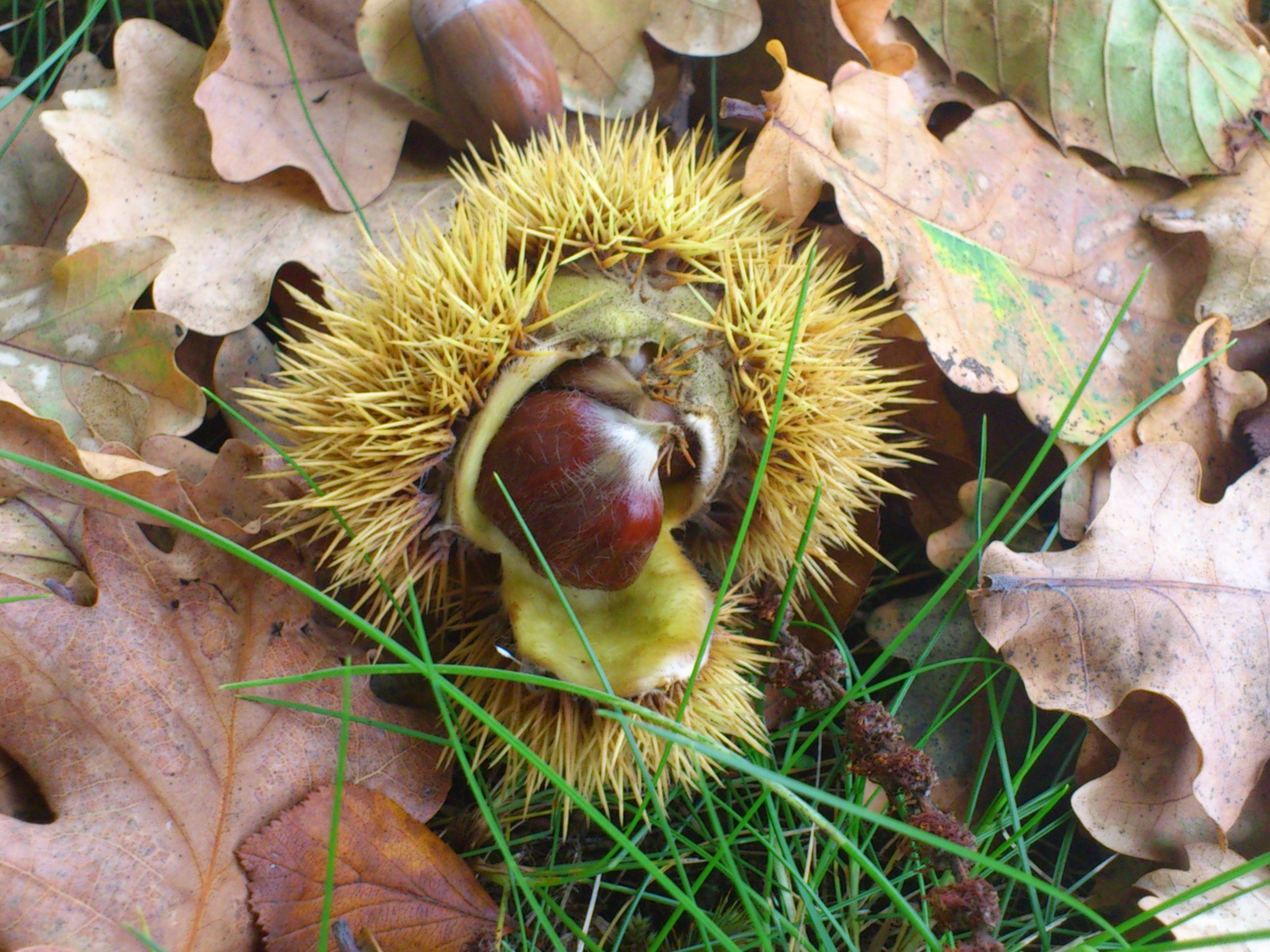 Herbstfrüchte