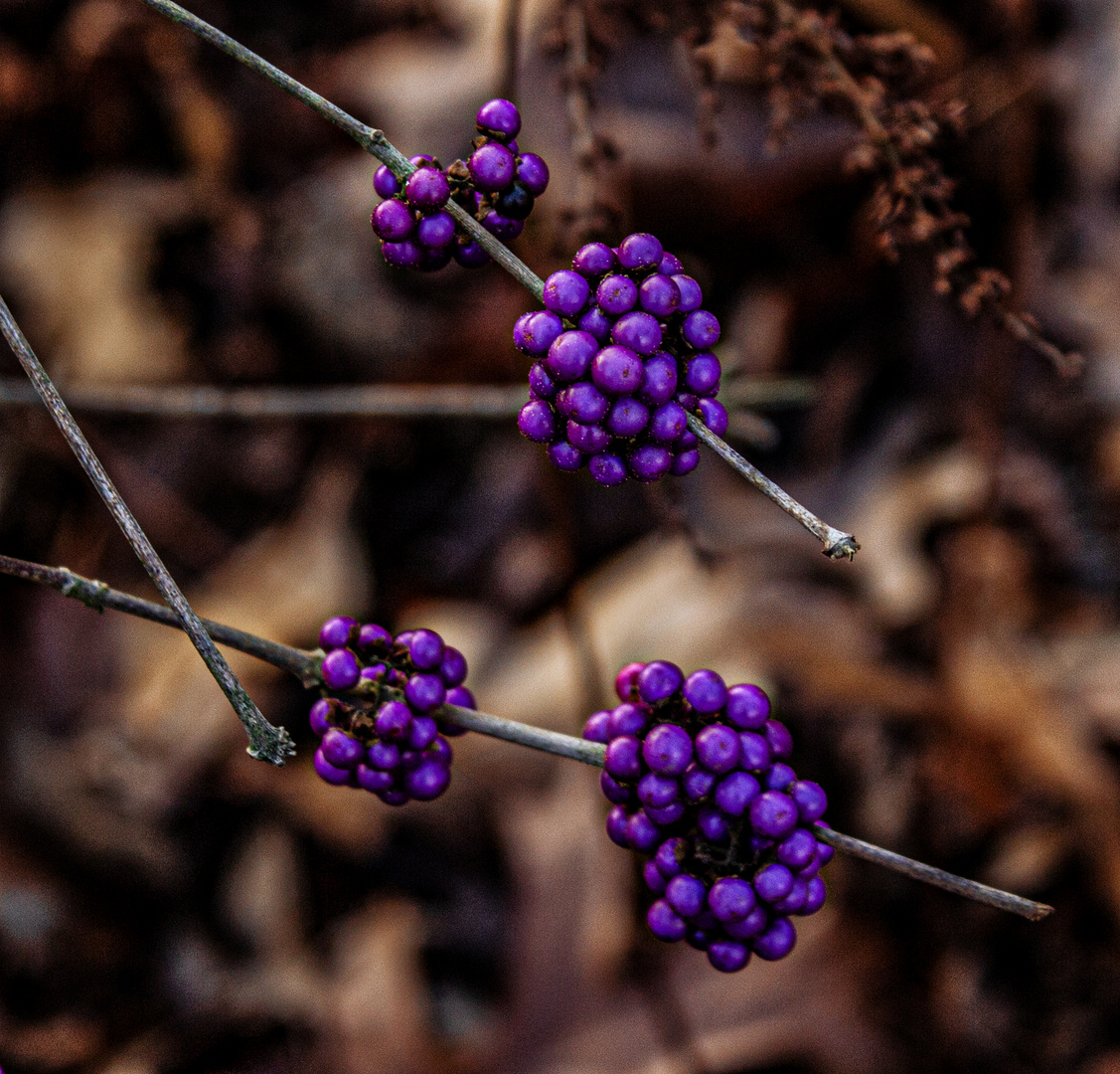 Herbstfrüchte