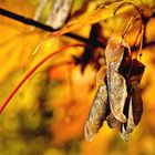 ... Herbstfrüchte ...