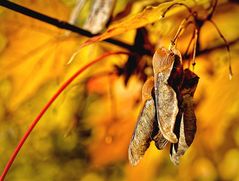 ... Herbstfrüchte ...