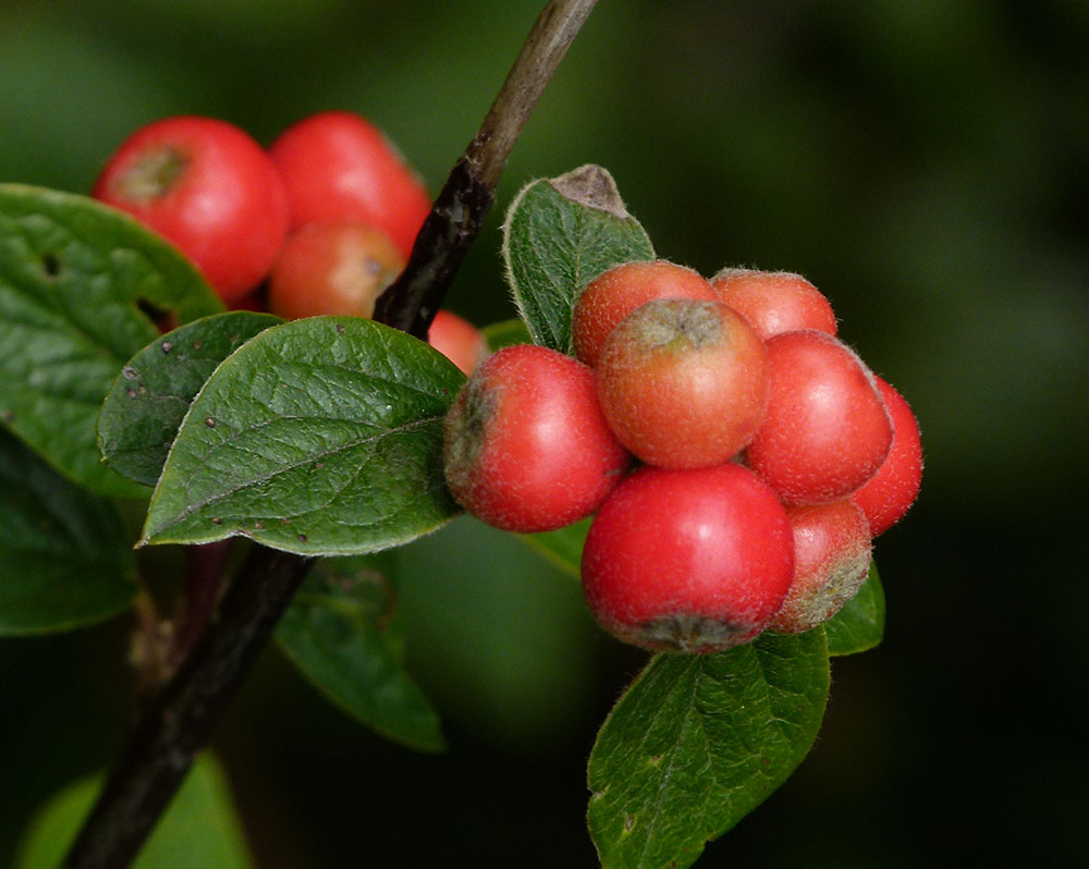 Herbstfrüchte.................