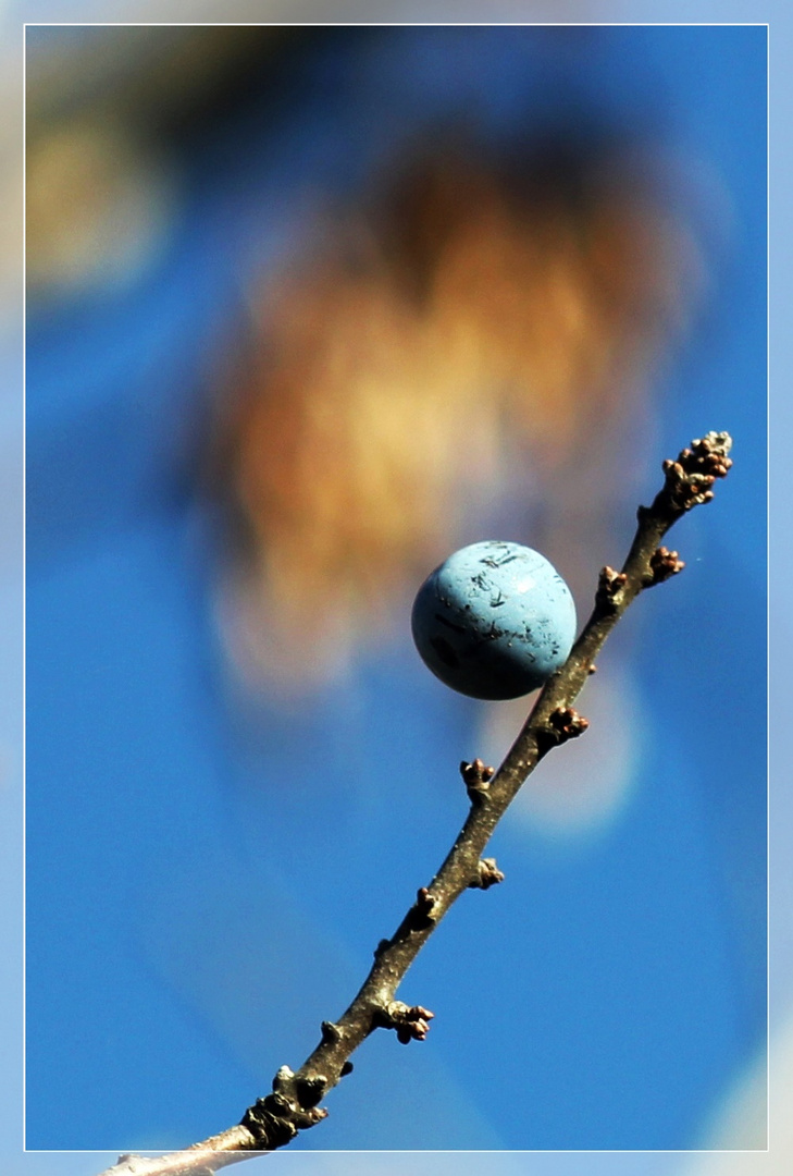 Herbstfrüchte