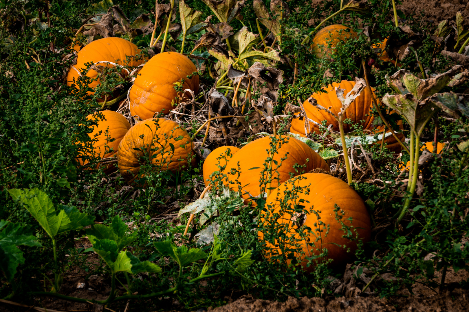 Herbstfrüchte