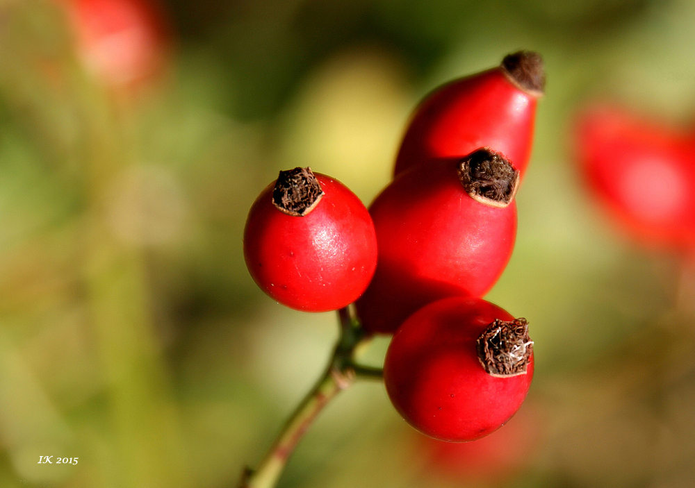 Herbstfrüchte