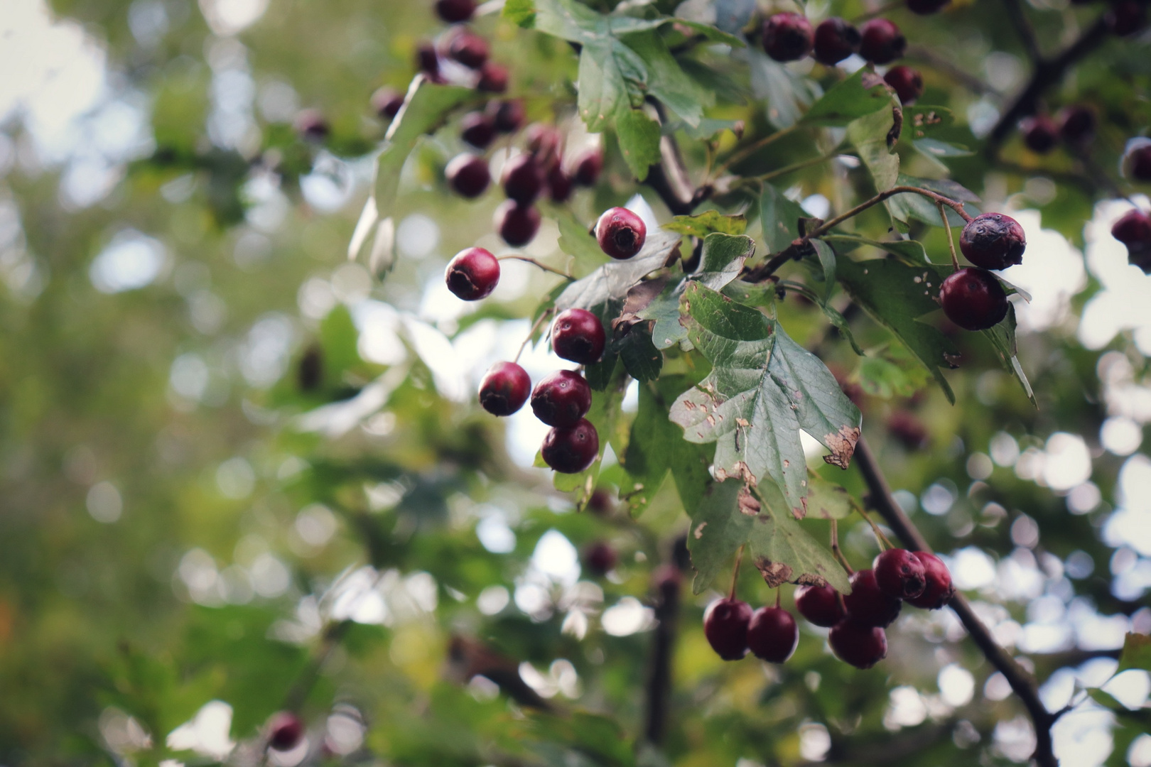 Herbstfrüchte