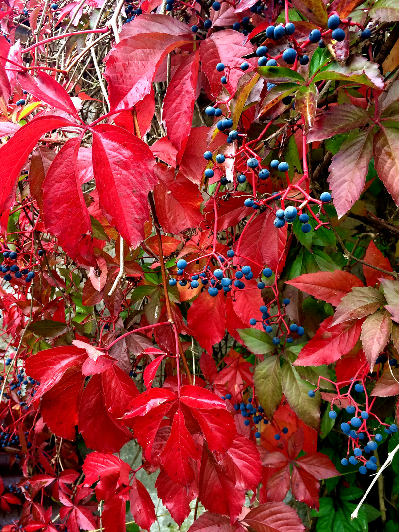 Herbstfrüchte