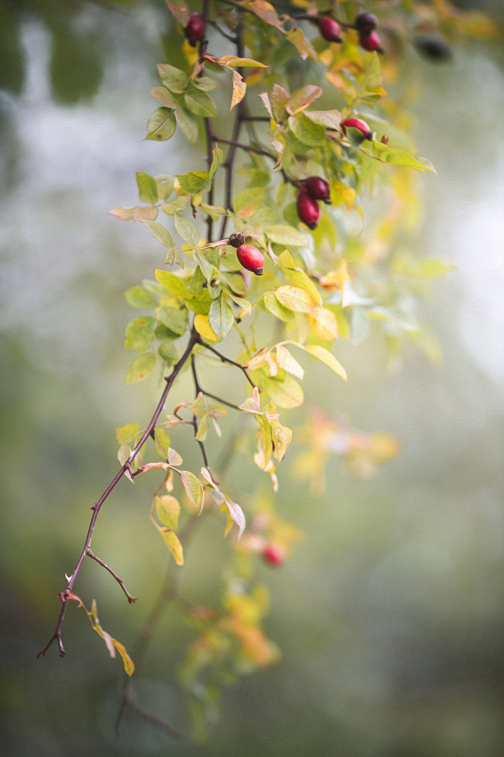 ... Herbstfrüchte ...