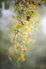 ... Herbstfrüchte ...