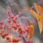 Herbstfrüchte (essbar?)