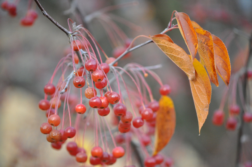 Herbstfrüchte (essbar?)