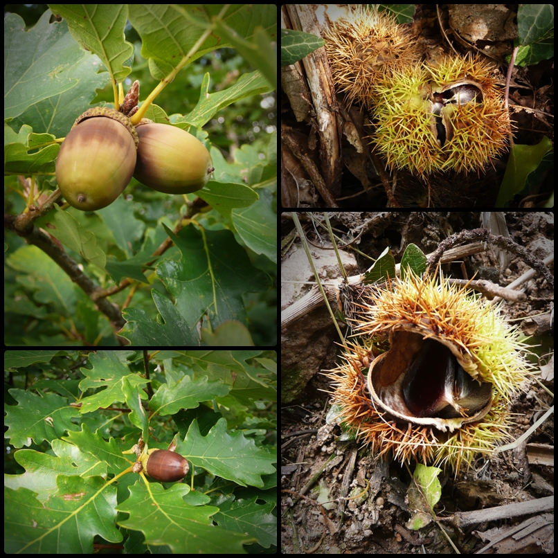 Herbstfrüchte