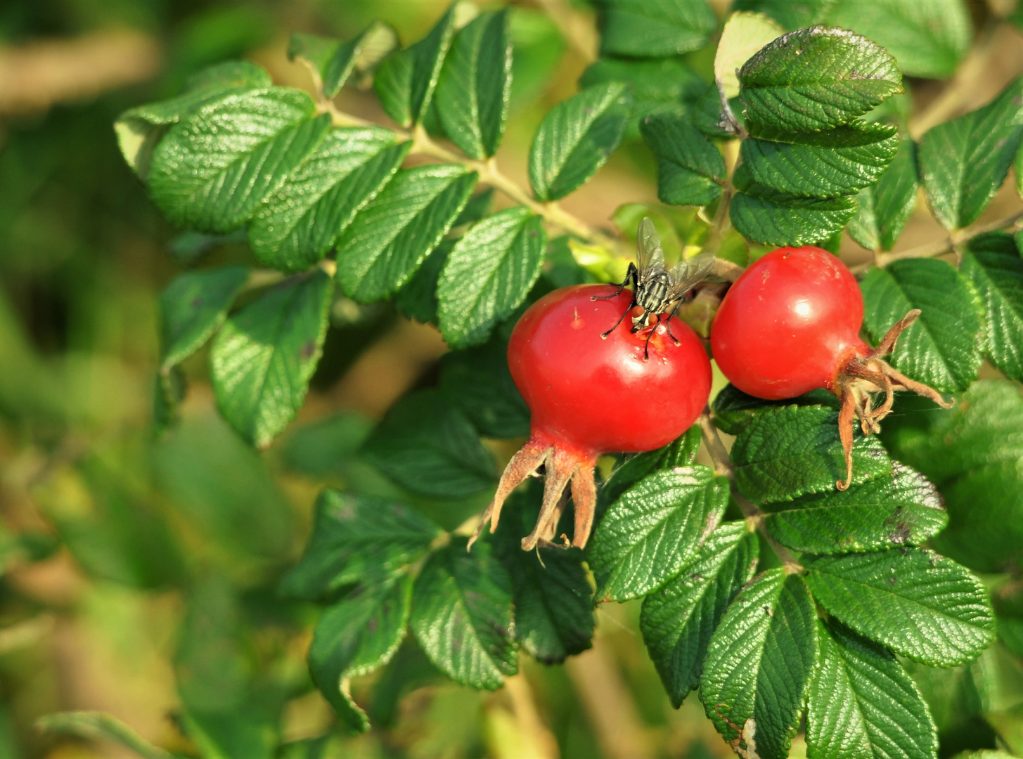 Herbstfrüchte ,Hagebutten 