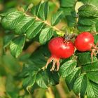 Herbstfrüchte ,Hagebutten 