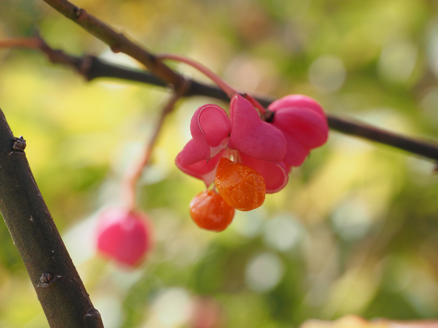 Herbstfrüchte / Pfaffenhütchen