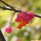 Herbstfrüchte / Pfaffenhütchen