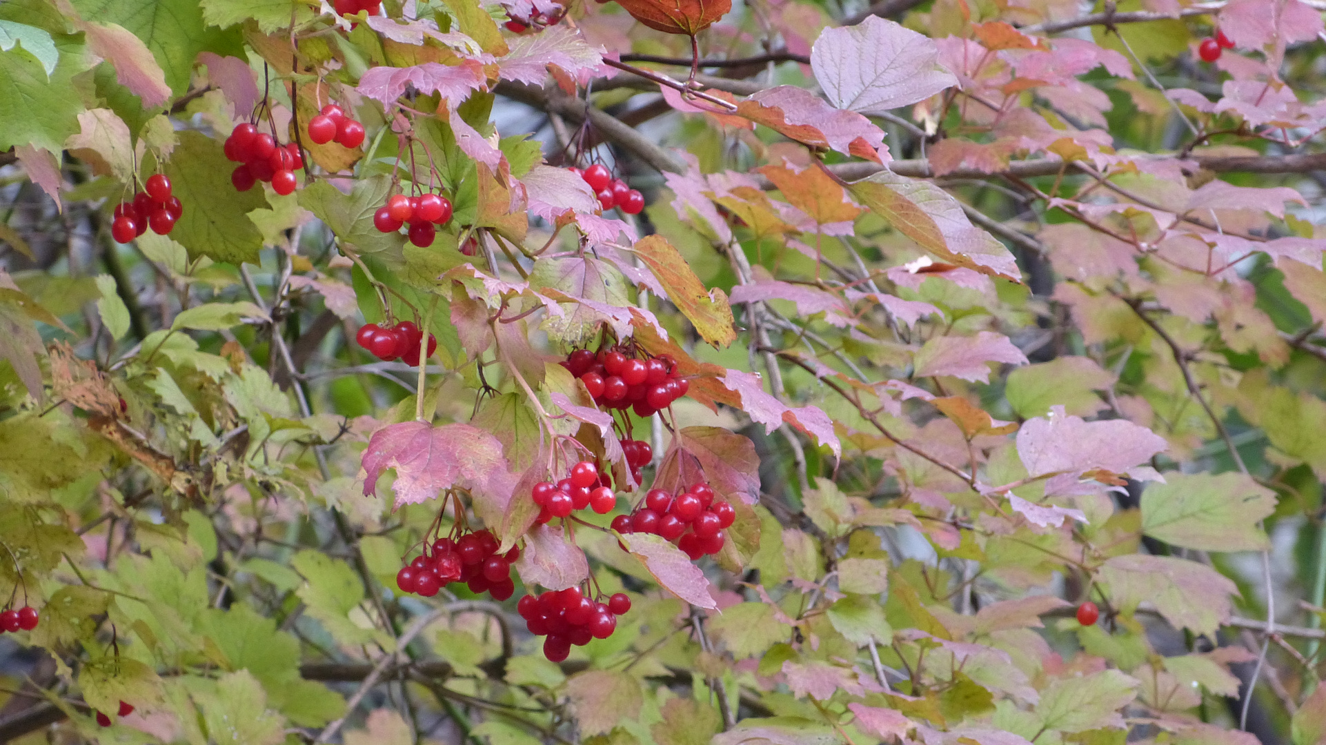 Herbstfrüchte und -farben