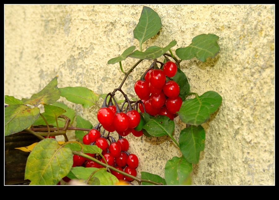 Herbstfrüchten