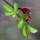 Herbstfrühjahr .......