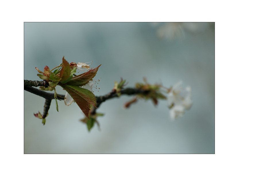 Herbstfrühling...